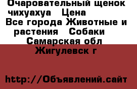 Очаровательный щенок чихуахуа › Цена ­ 40 000 - Все города Животные и растения » Собаки   . Самарская обл.,Жигулевск г.